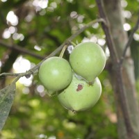 Garcinia xanthochymus Hook.f. ex T.Anderson